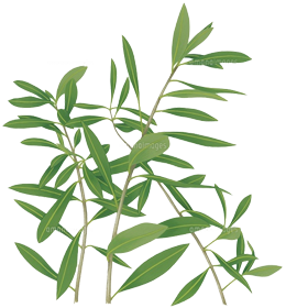 オリーブの館 エリア耀