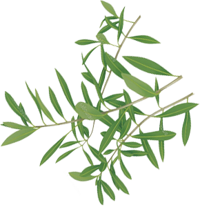 オリーブの館 エリア耀